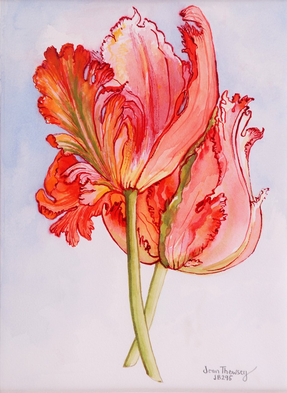 To Frilly Tulipaner, 2000, akvarell på håndlaget papir av Joan Thewsey