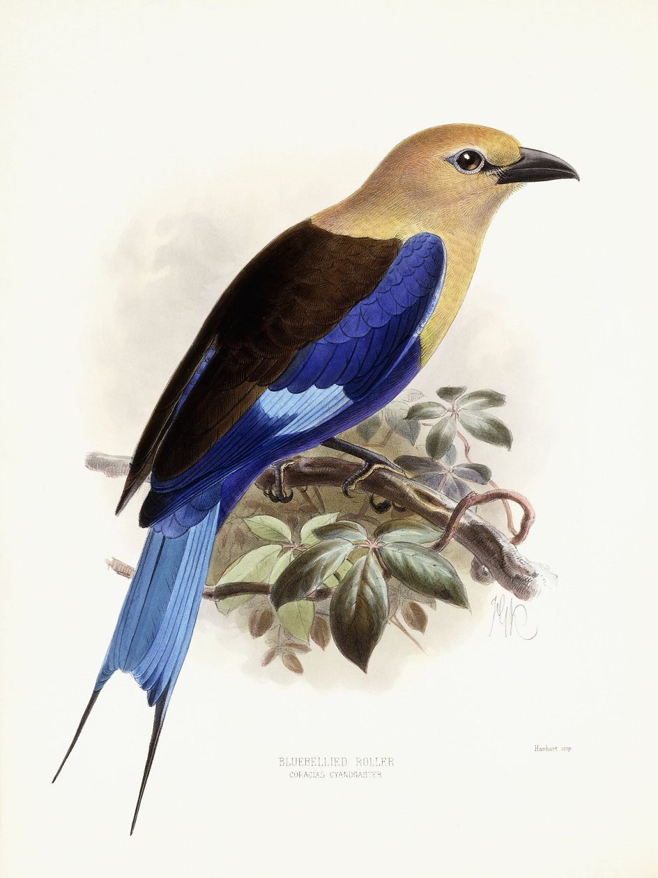 Bluebellied Roller, 1893 av Johan Gerard Keulemans