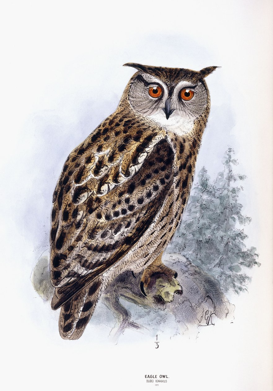 Ørn ugle av Johan Gerard Keulemans