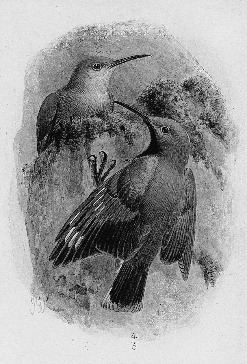 Et par wallcreepers av Johan Gerard Keulemans