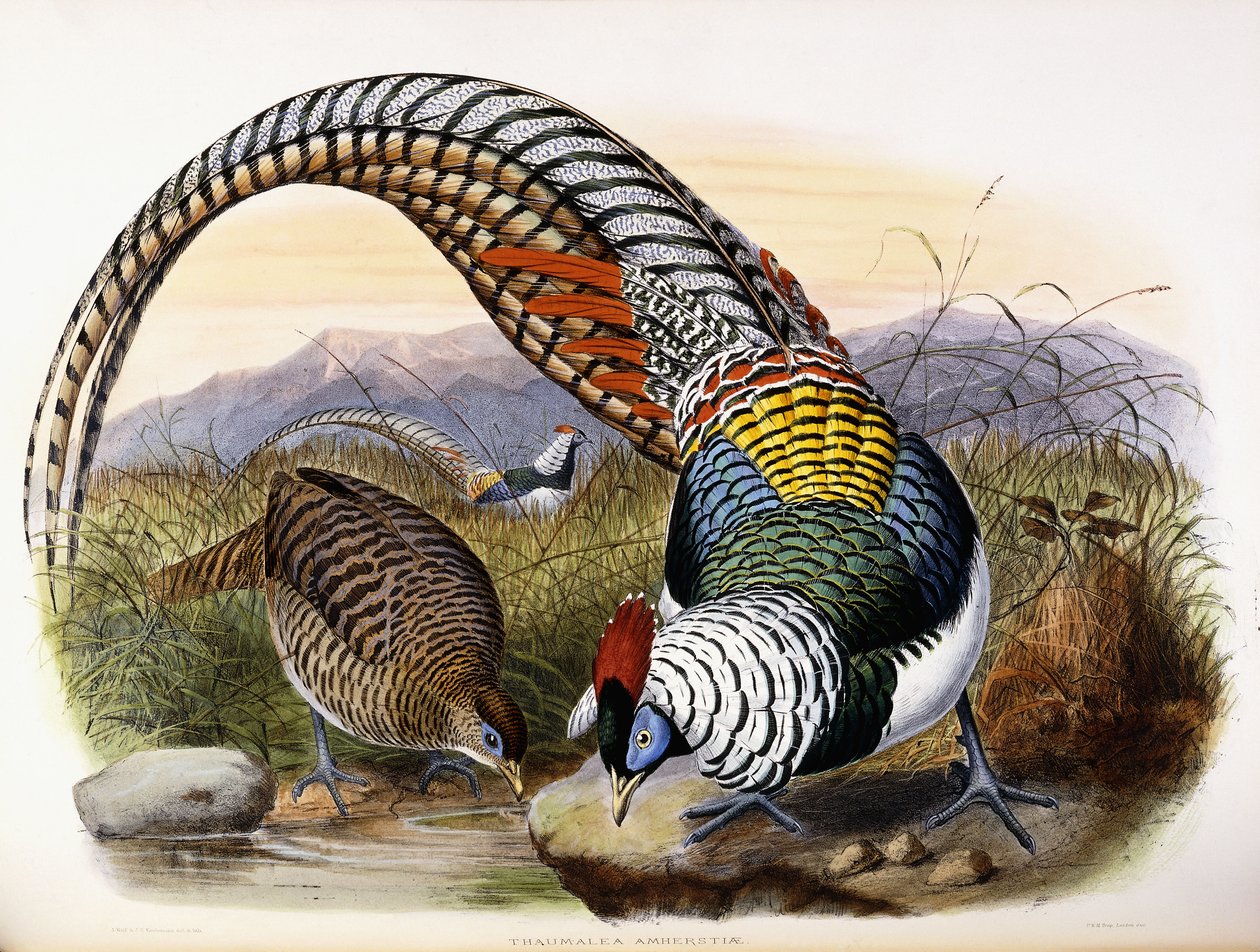 Thaumalea Amherstae av Johan Gerard Keulemans