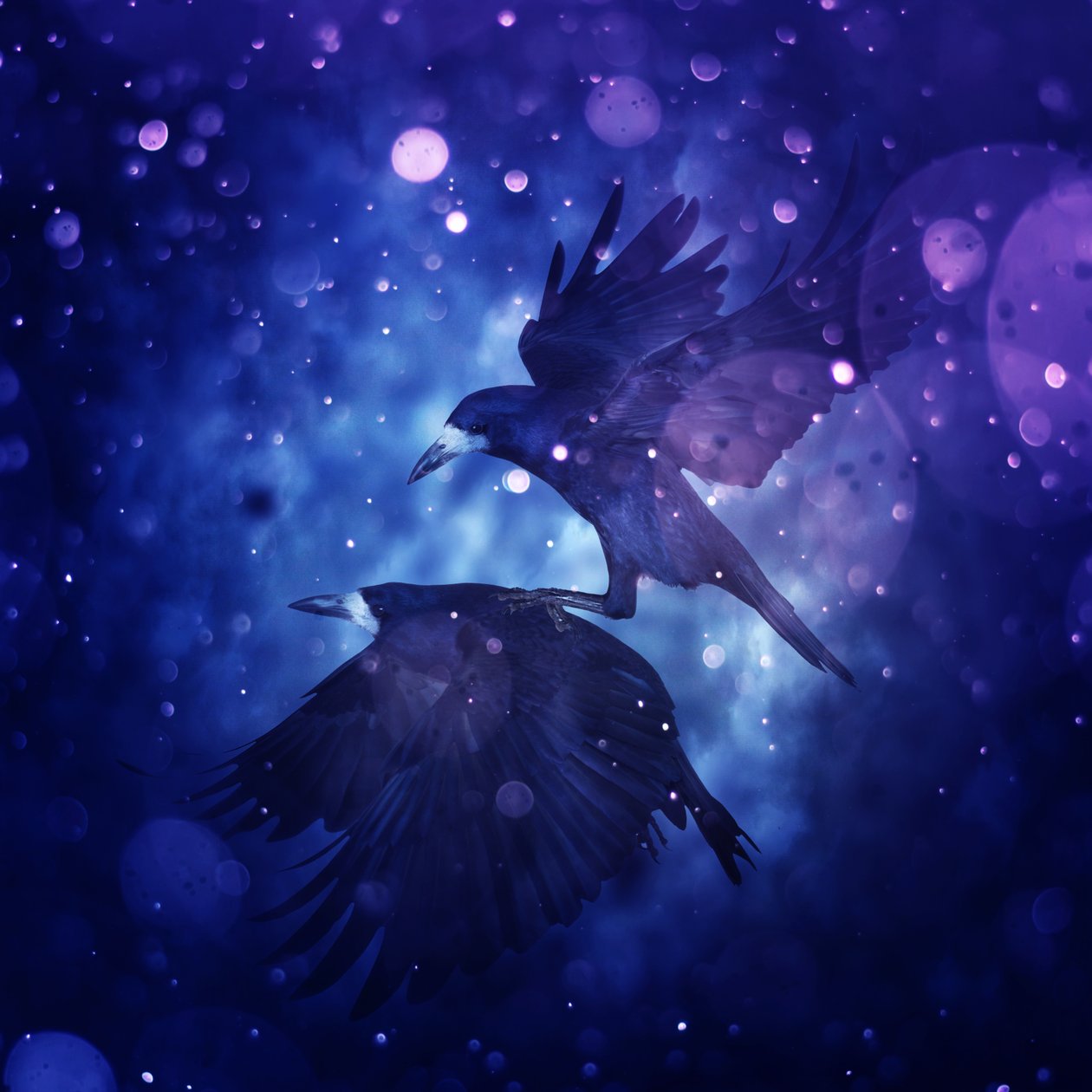 Bird Kingdom 3, 2018 (digital fotokunst) av Johan Lilja