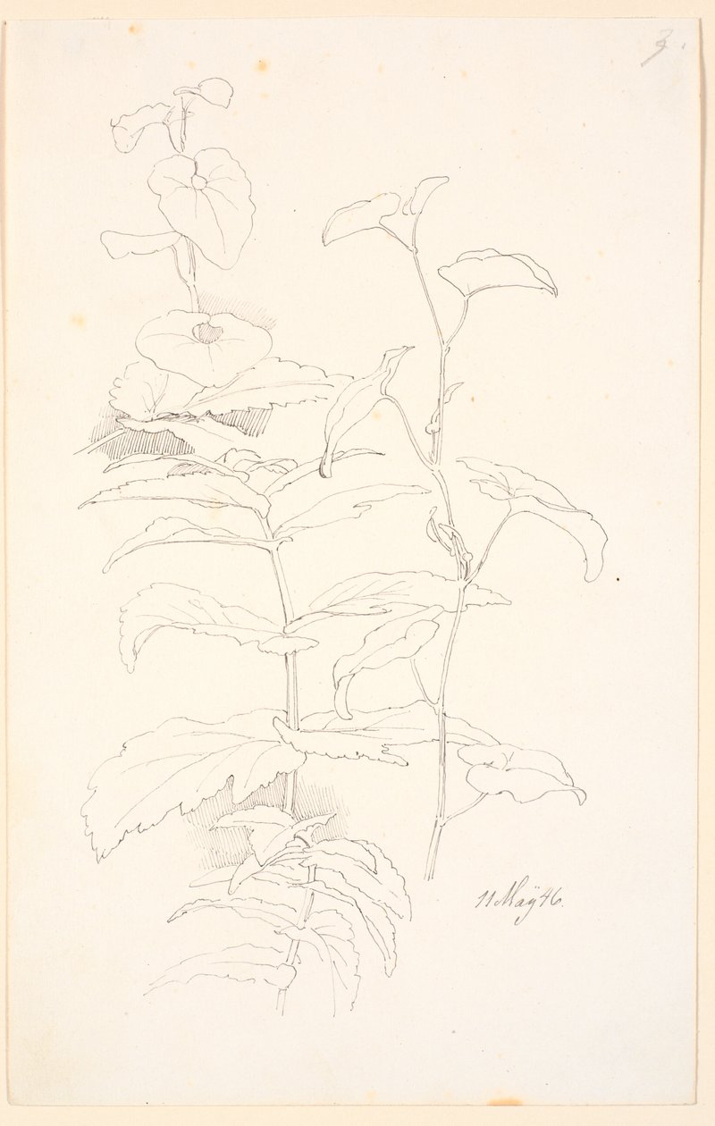 Plantestudier, bl.a. av snerring av Johan Thomas Lundbye