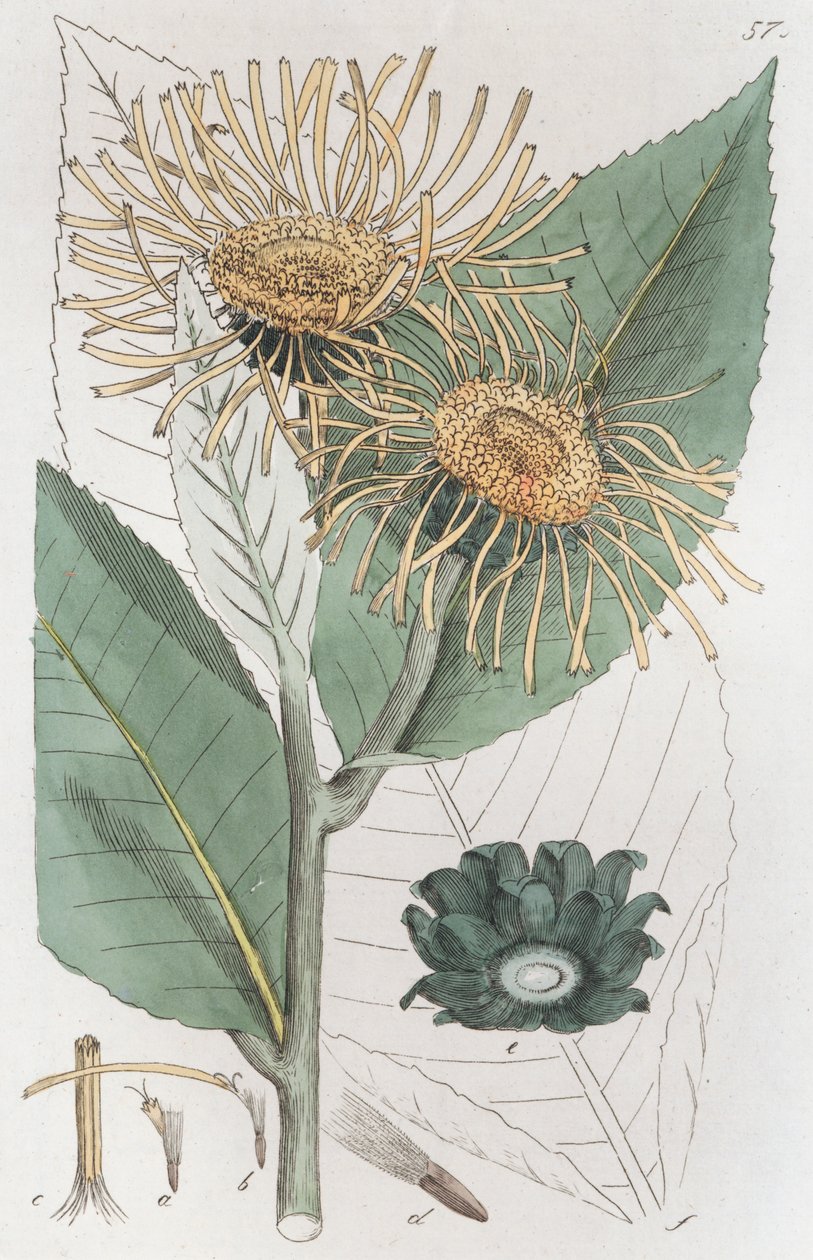 Elecampane Inula helenium, 1804-1811 av Johan Wilhelm Palmstruch