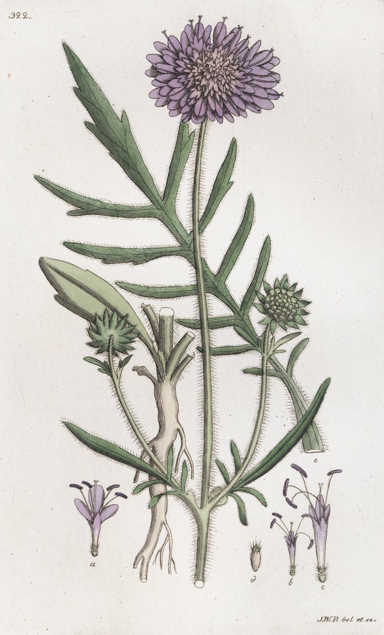 Felt skabb Knautia arvensis, 1804-1811 av Johan Wilhelm Palmstruch