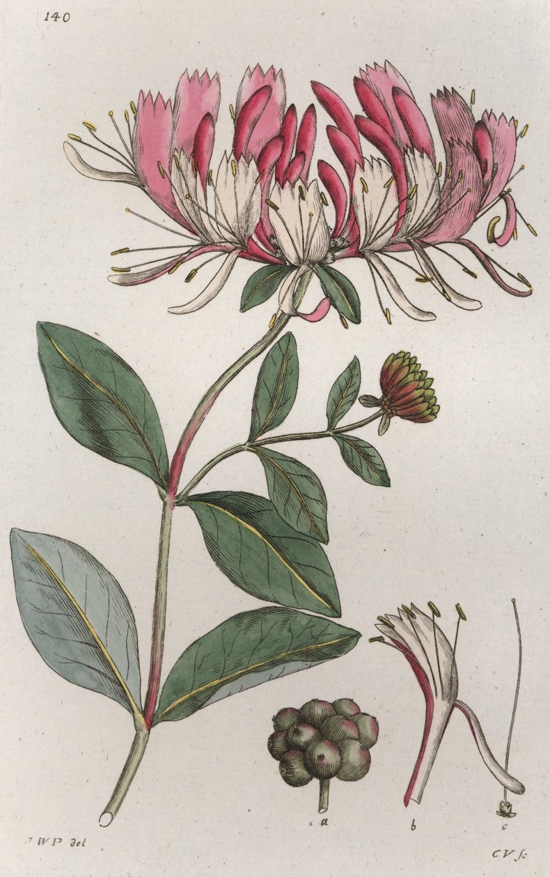 Honeysuckle Lonicera periclymenum, 1804-1811 av Johan Wilhelm Palmstruch