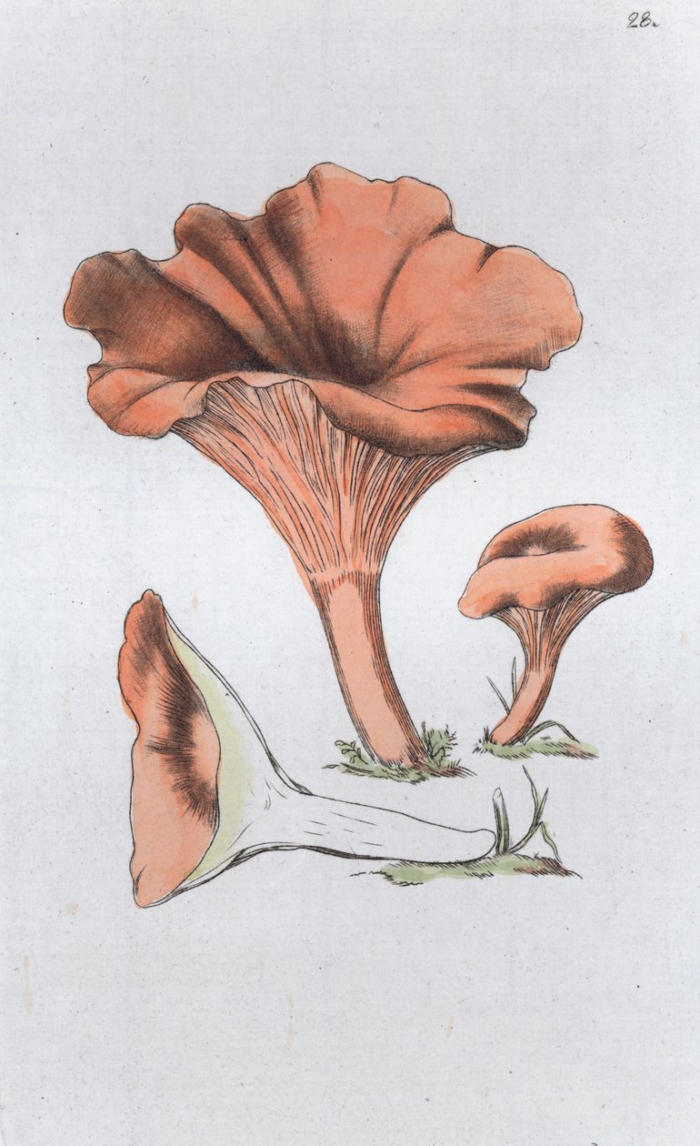Merulius cantharellus, 1804-1811 av Johan Wilhelm Palmstruch