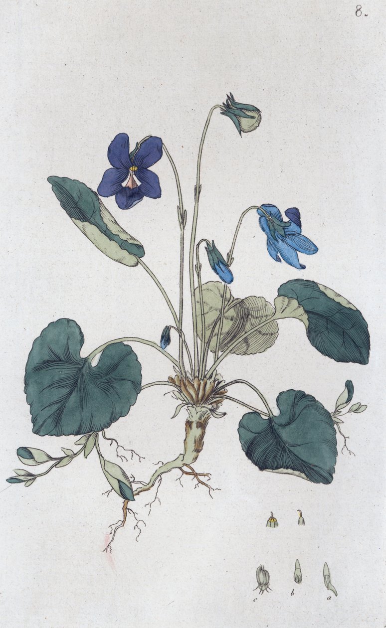 Søt fiolett Viola odorata, 1804-1811 av Johan Wilhelm Palmstruch