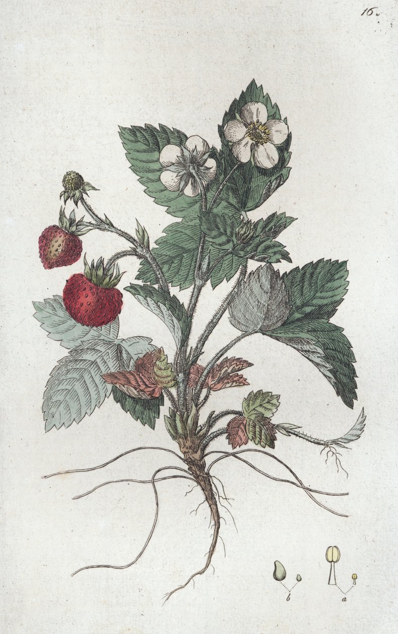 Wild Strawberry Fragaria vesca, 1804-1811 av Johan Wilhelm Palmstruch