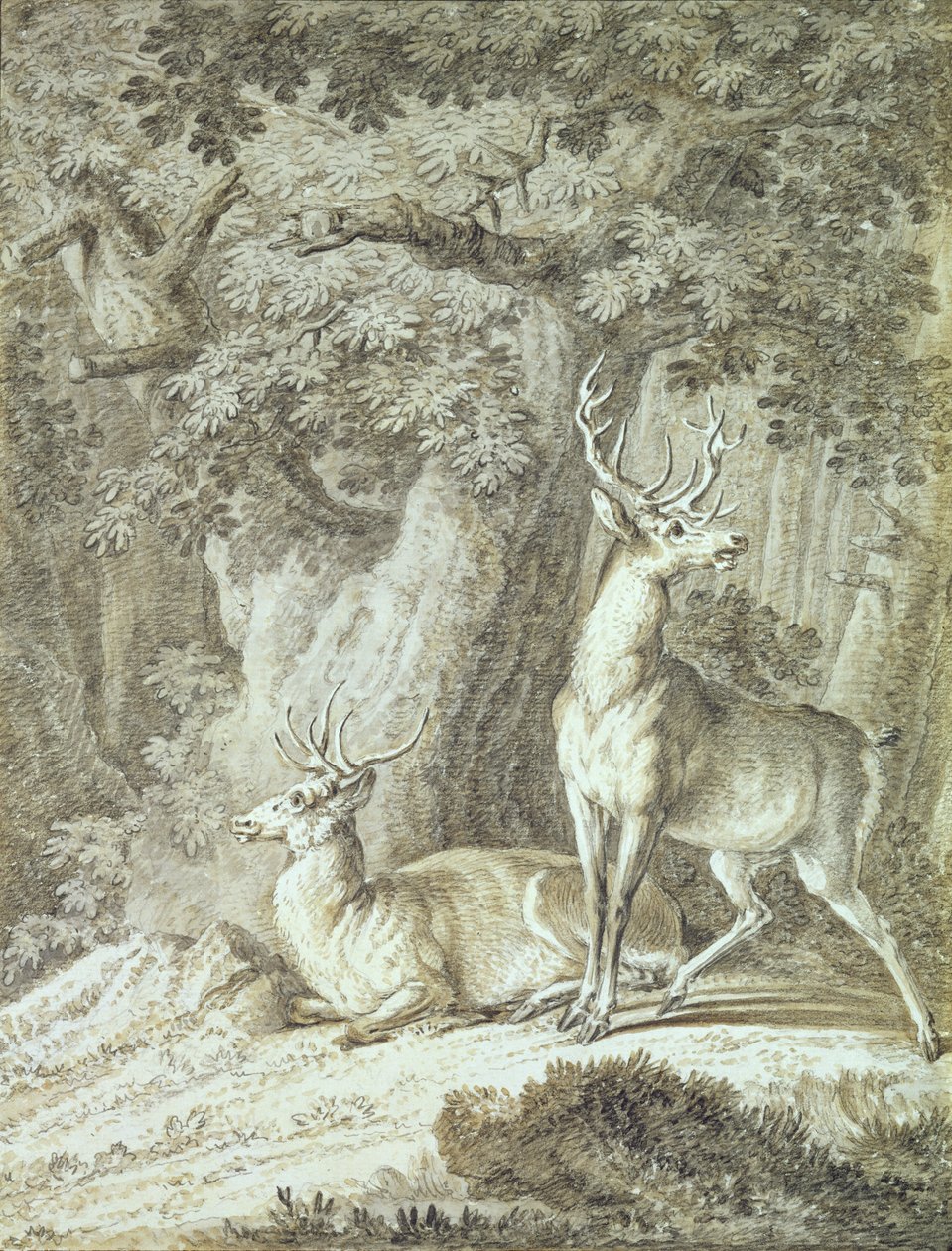 Two Stags (fargestift på papir) av Johann Elias Ridinger or Riedinger