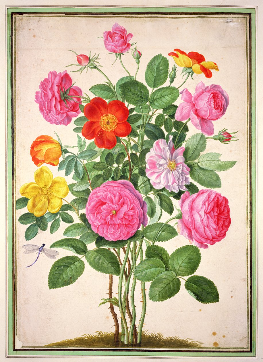 Roser, tallerken 4 fra Nassau Florilegium av Johann Jakob Walther
