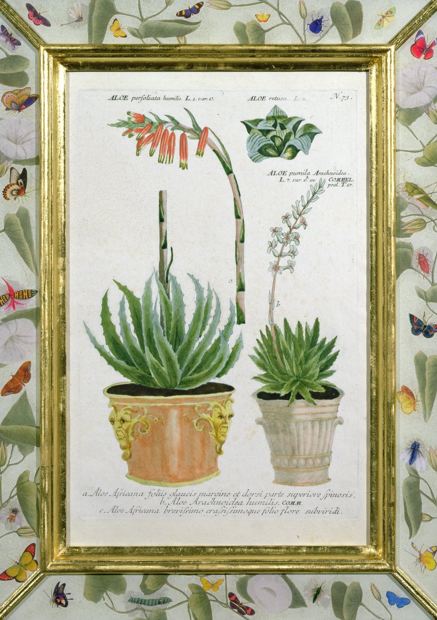 Aloe, ca. 1740 (håndfarget gravering) av Johann Wilhelm Weinman