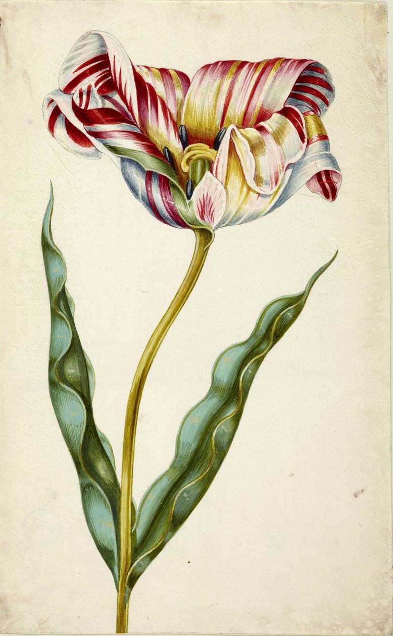 Tulipan, ca. 1660. av Johann Bartholomäus Braun