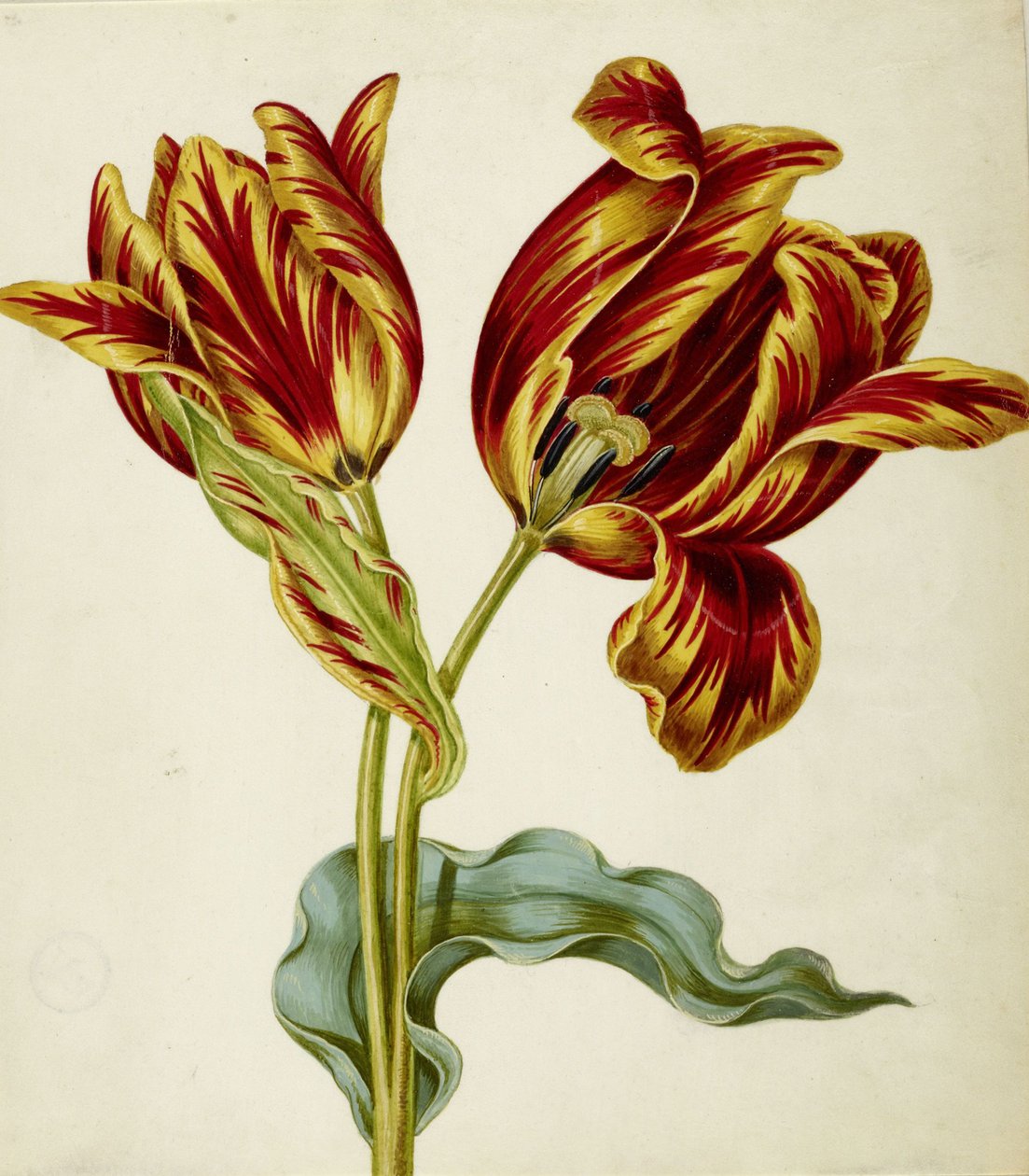 Tulipan, ca. 1660. av Johann Bartholomäus Braun