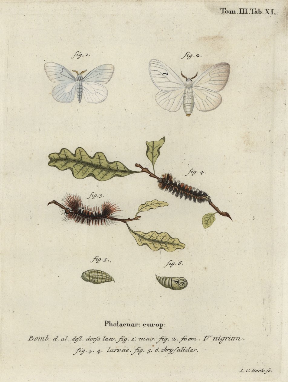 Svart V-møll, Arctornis l-nigrum. av Johann Carl Bock