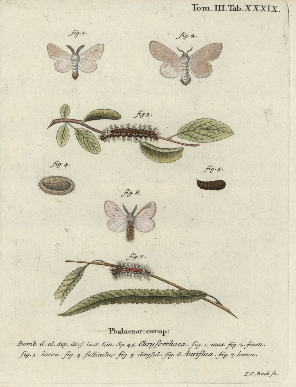Brunhalemøll, Euproctis chrysorrhoea. av Johann Carl Bock