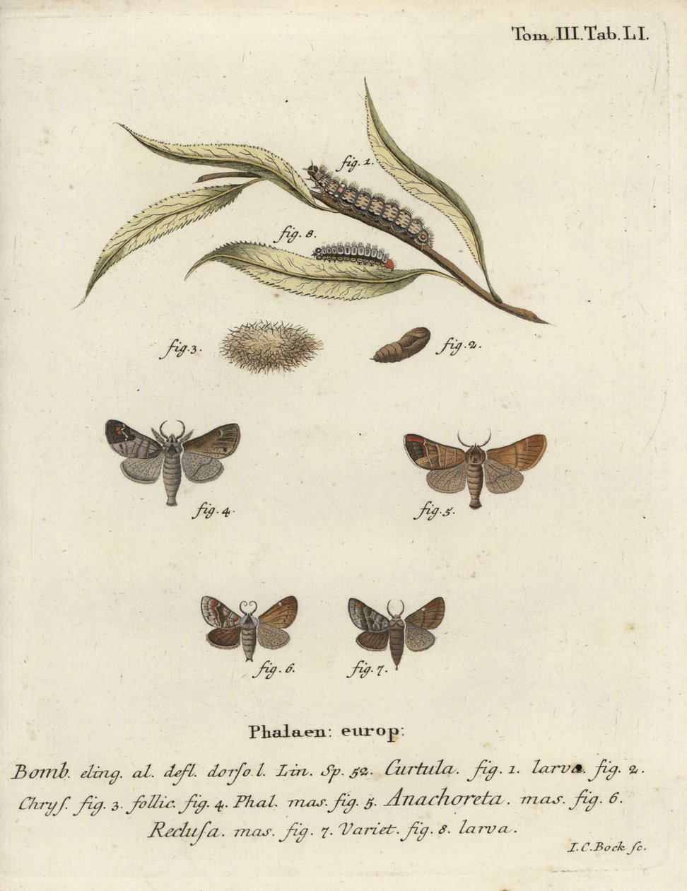 Sjokolade-spiss møll. av Johann Carl Bock