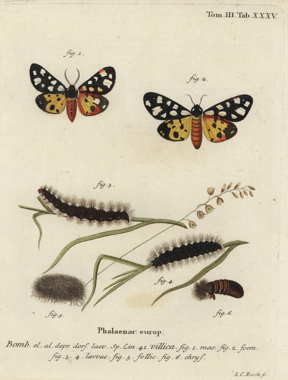 Kremflekk tigermøll, Epicallia villica. av Johann Carl Bock