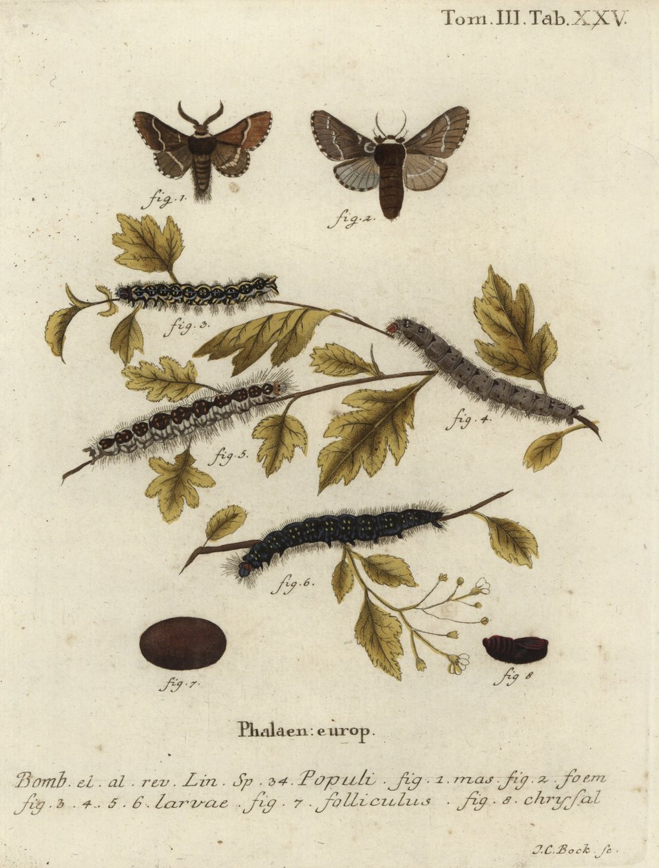 Desembermøll, Poecilocampa populi. av Johann Carl Bock