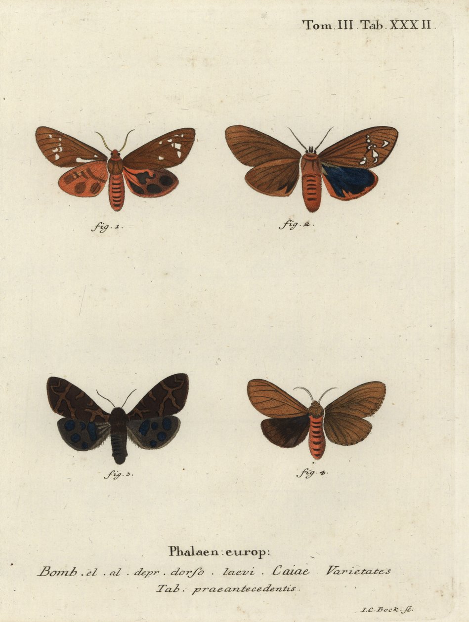 Flotte tigermøllvarianter, Arctia caja. av Johann Carl Bock