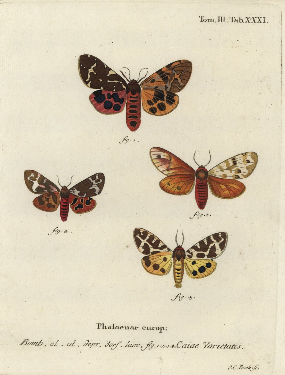 Flotte tigermøllvarianter, Arctia caja. av Johann Carl Bock