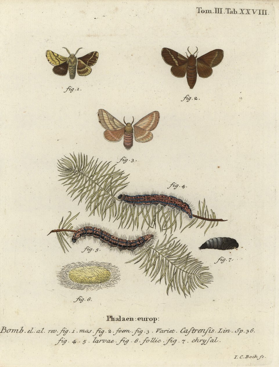 Malt lakeimøll, Malacosoma castrense. av Johann Carl Bock
