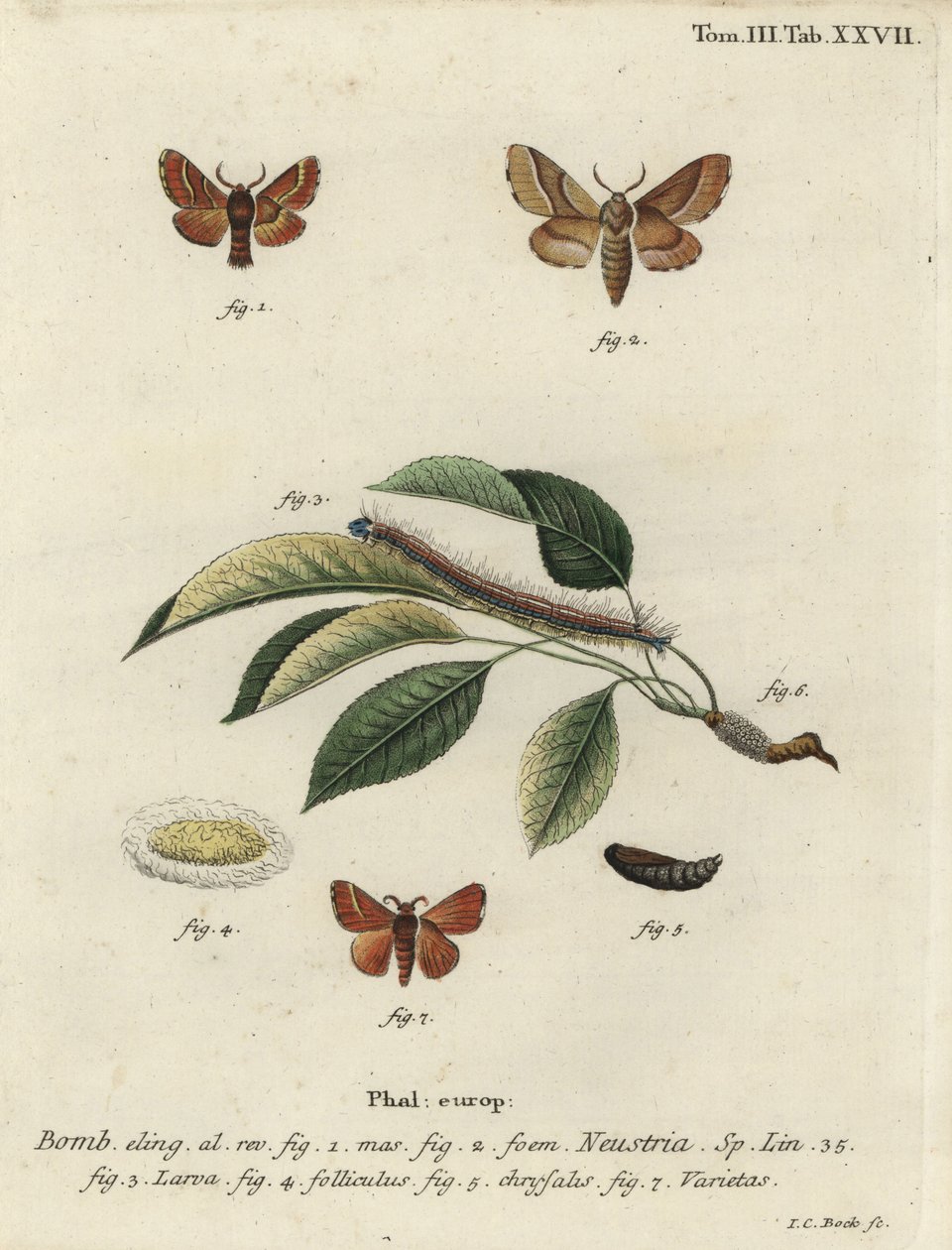 Lakkemøll, Malacosoma neustria. av Johann Carl Bock