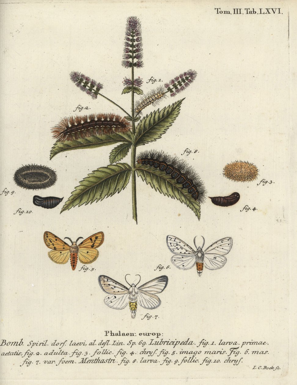 Hvit hermelin, Spilosoma lubricipeda. av Johann Carl Bock