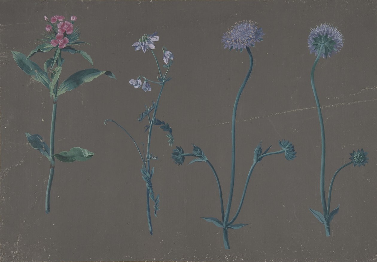 Studie av tre blomster, 1781. av Johann Christian August Birnbaum