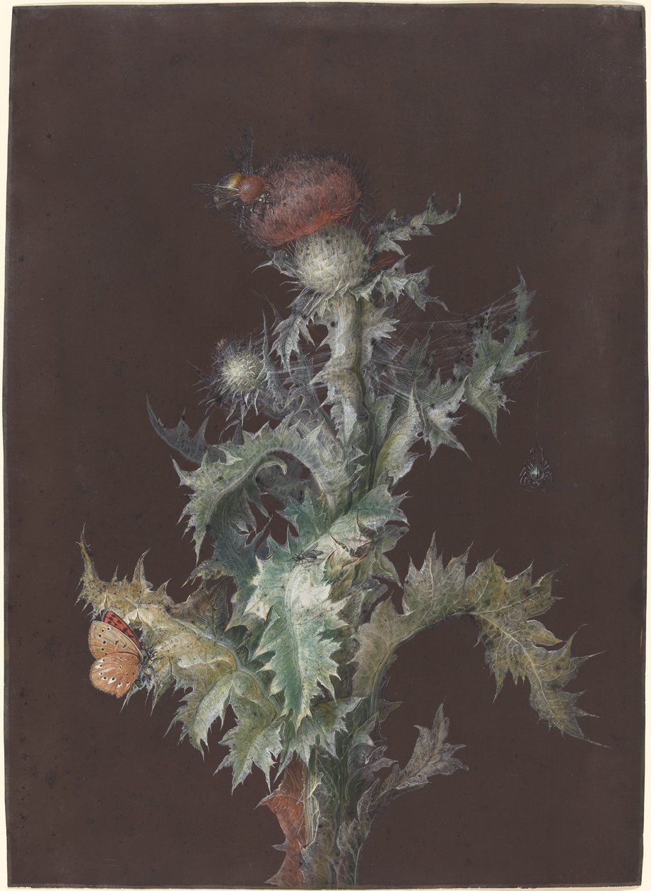 Tistel med insekter, ca. 1755. av Johann Christoph Dietzsch