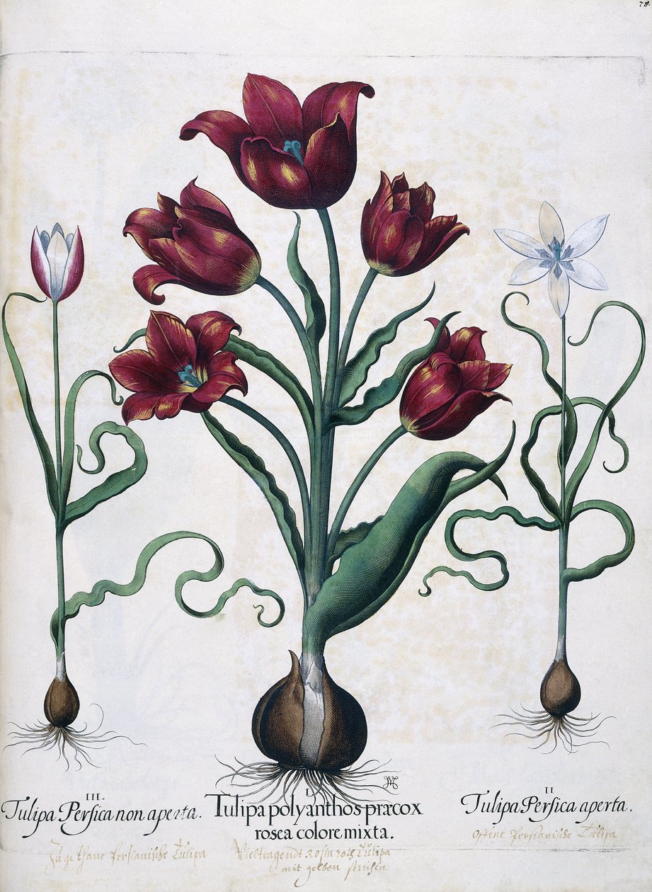 Tulips, 1613 av Johann Friedrich Meyer