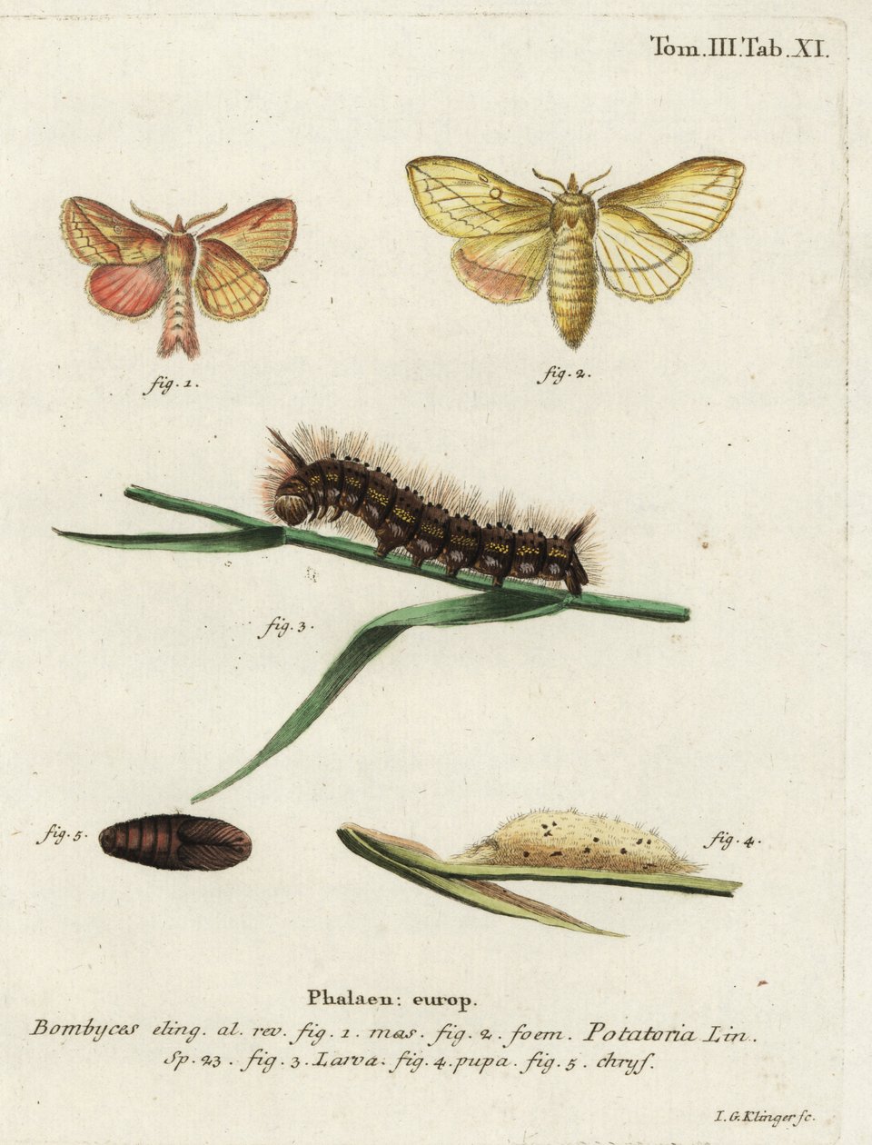 Drikkemøll, Euthrix potatoria. av Johann Georg Klinger