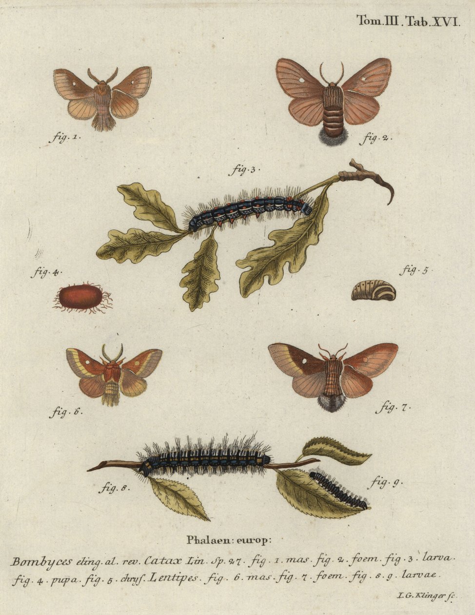 Østlige egg, Eriogaster catax. av Johann Georg Klinger