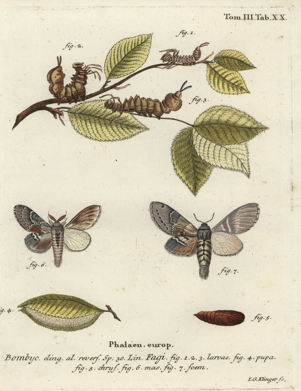 Lobster moth, Stauropus fagi. av Johann Georg Klinger