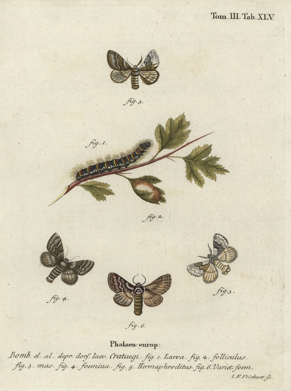 Blek eikeegg, Trichiura crataegi. av Johann Georg Klinger