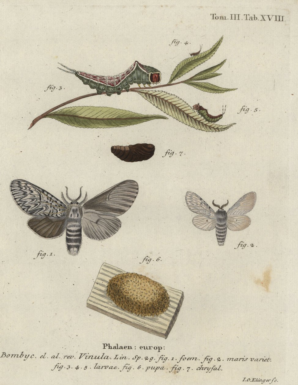 Pussmøll, Cerura vinula. av Johann Georg Klinger