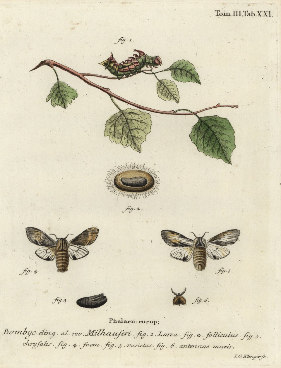 Gulbrun fremtredende møll, Harpyia milhauseri. av Johann Georg Klinger