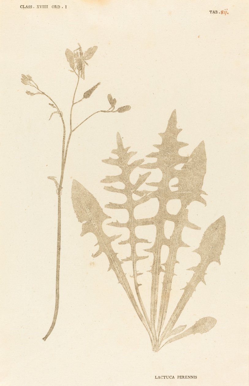 Flerårig salat av Johann Hieronymus Kniphof