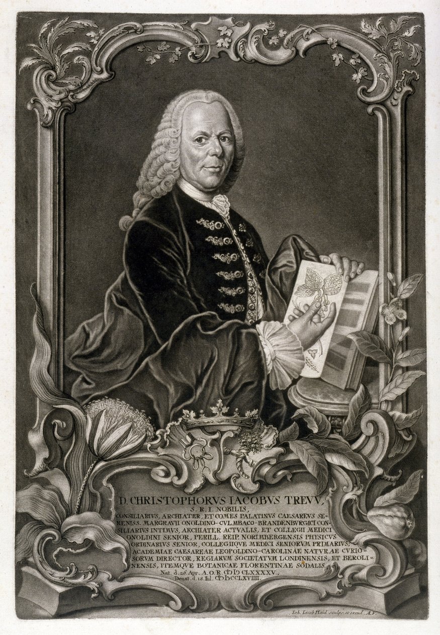 C. J. Trew, botaniker, pub. ca. 1768 av Johann Jakob Haid
