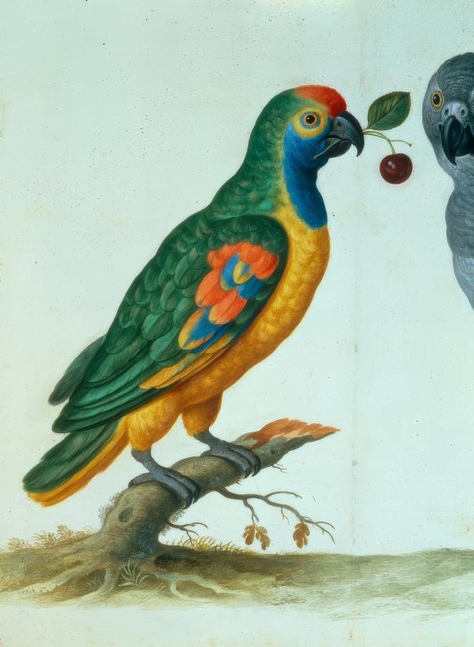 Amazon Parrot / Walther av Johann Jakob Walther