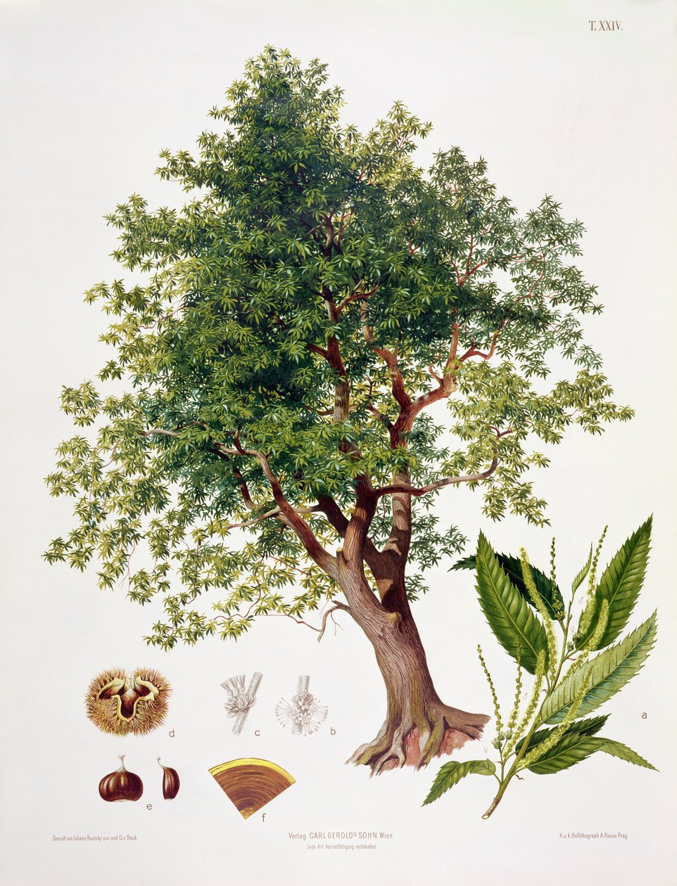 Sweet Chestnut, gravert av A. Haase av Johann Kautsky
