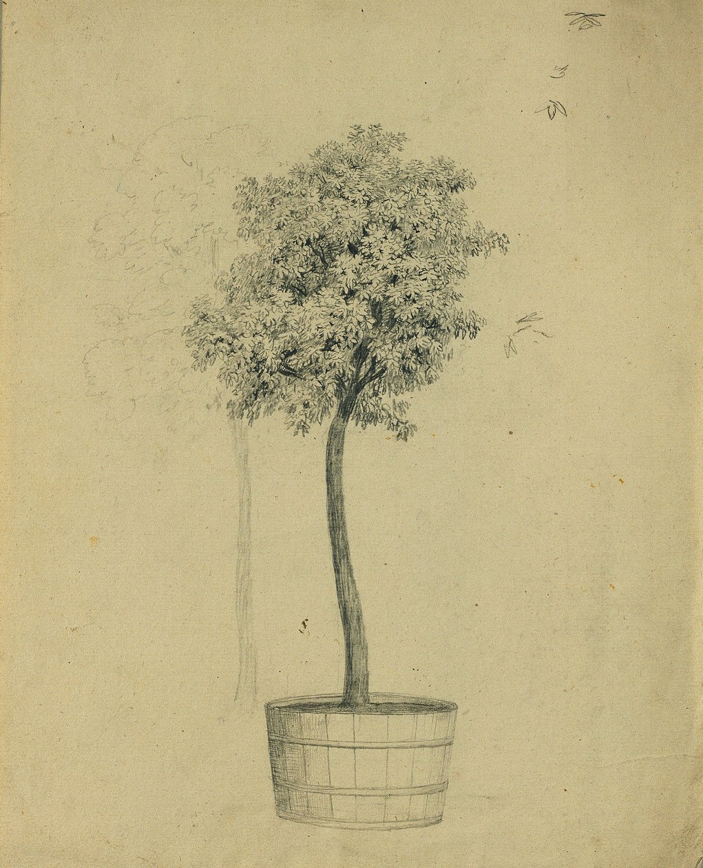 Studie av et frøplante i en potte av Johann Peter Krafft