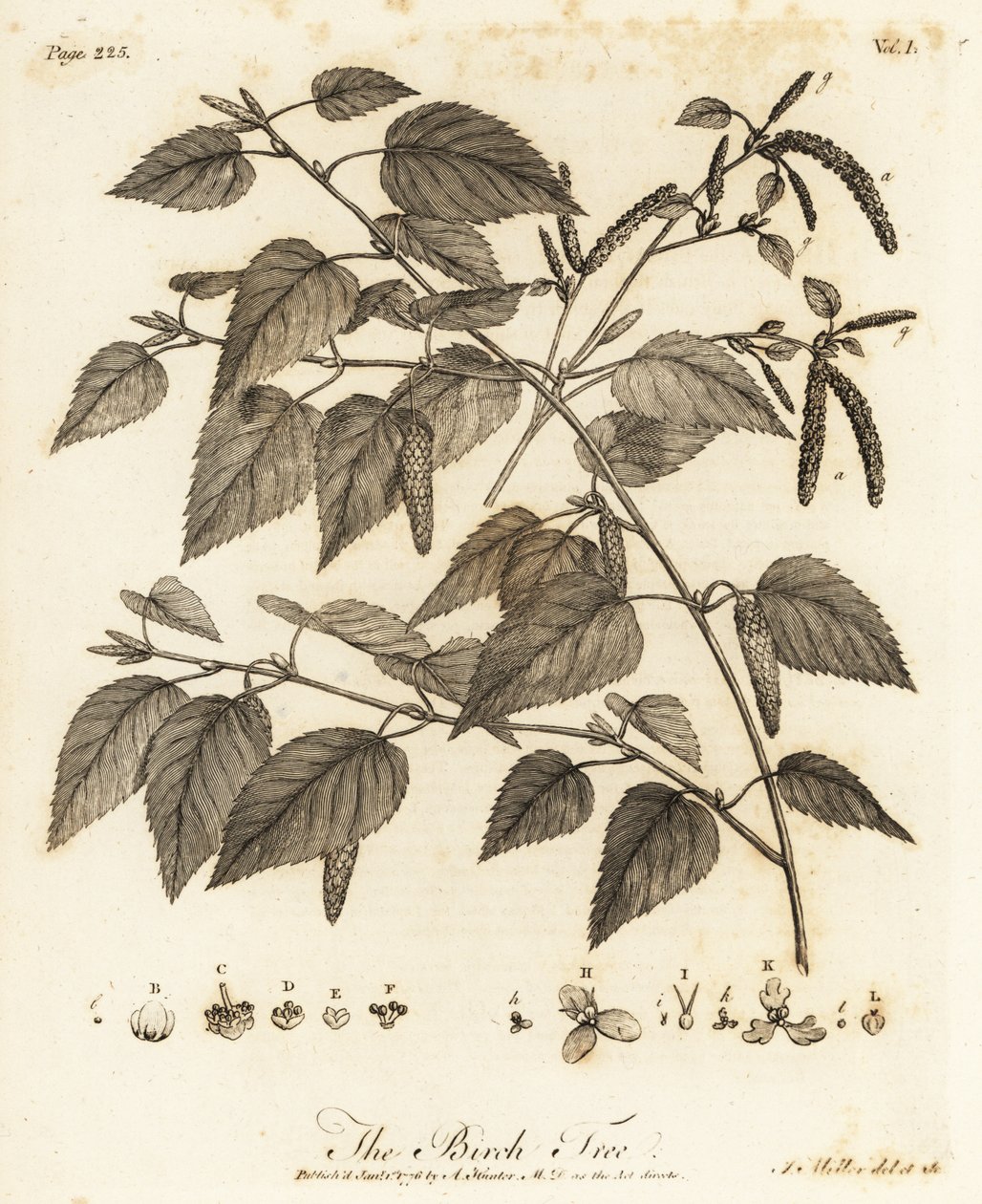 Dunbjørk, Betula pubescens. av Johann Sebastien Muller