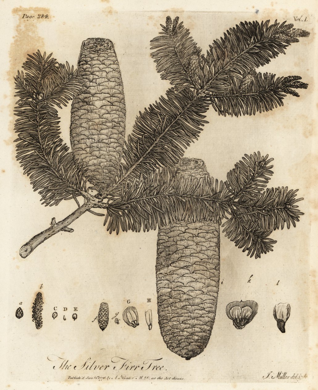 Europeisk sølvgran, Abies alba. av Johann Sebastien Muller