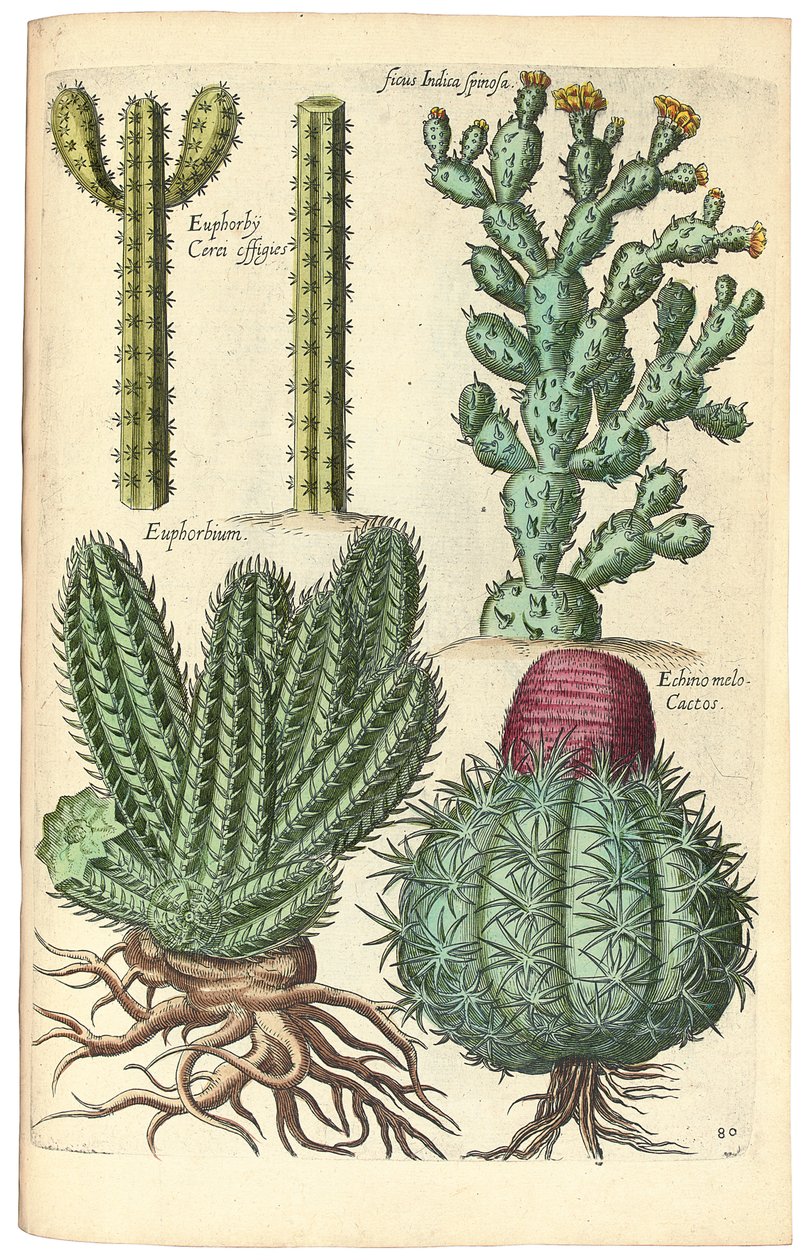 Kaktus, 1641 av Johann Theodor de Bry
