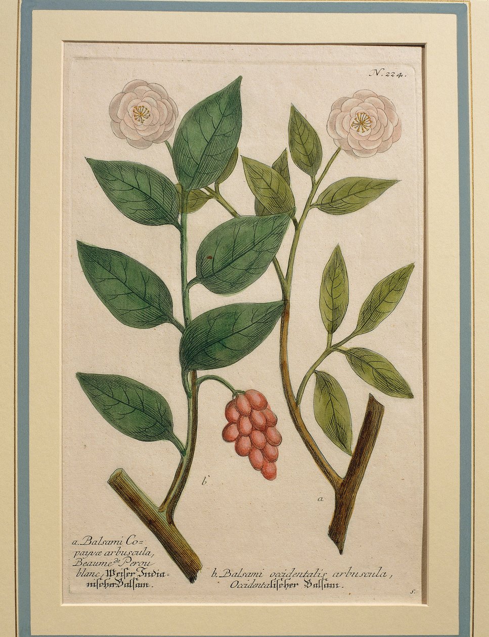 Vestlig balsambusk, farget gravering av Johann Wilhelm Weinmann