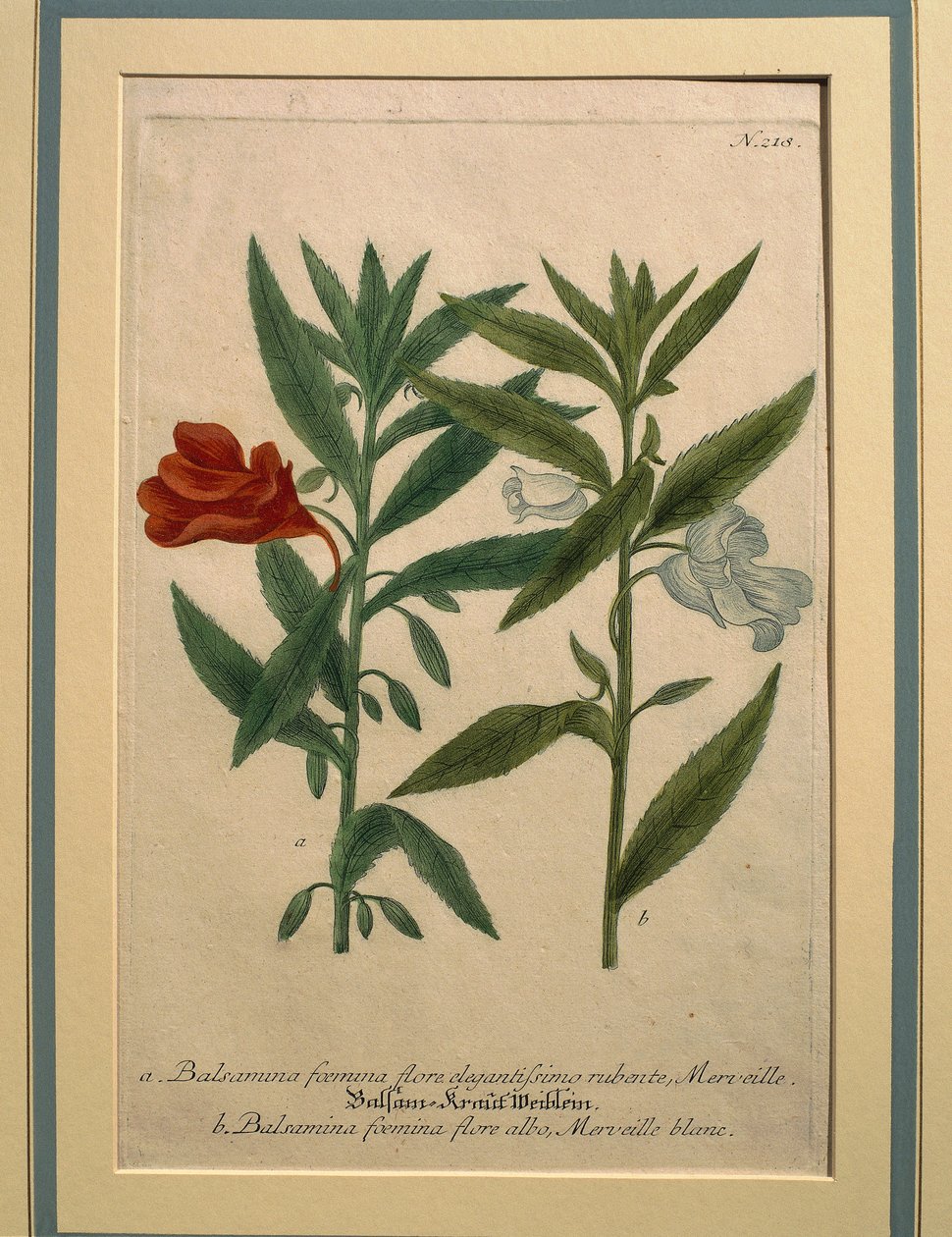Impatiens, farget gravering av Johann Wilhelm Weinmann