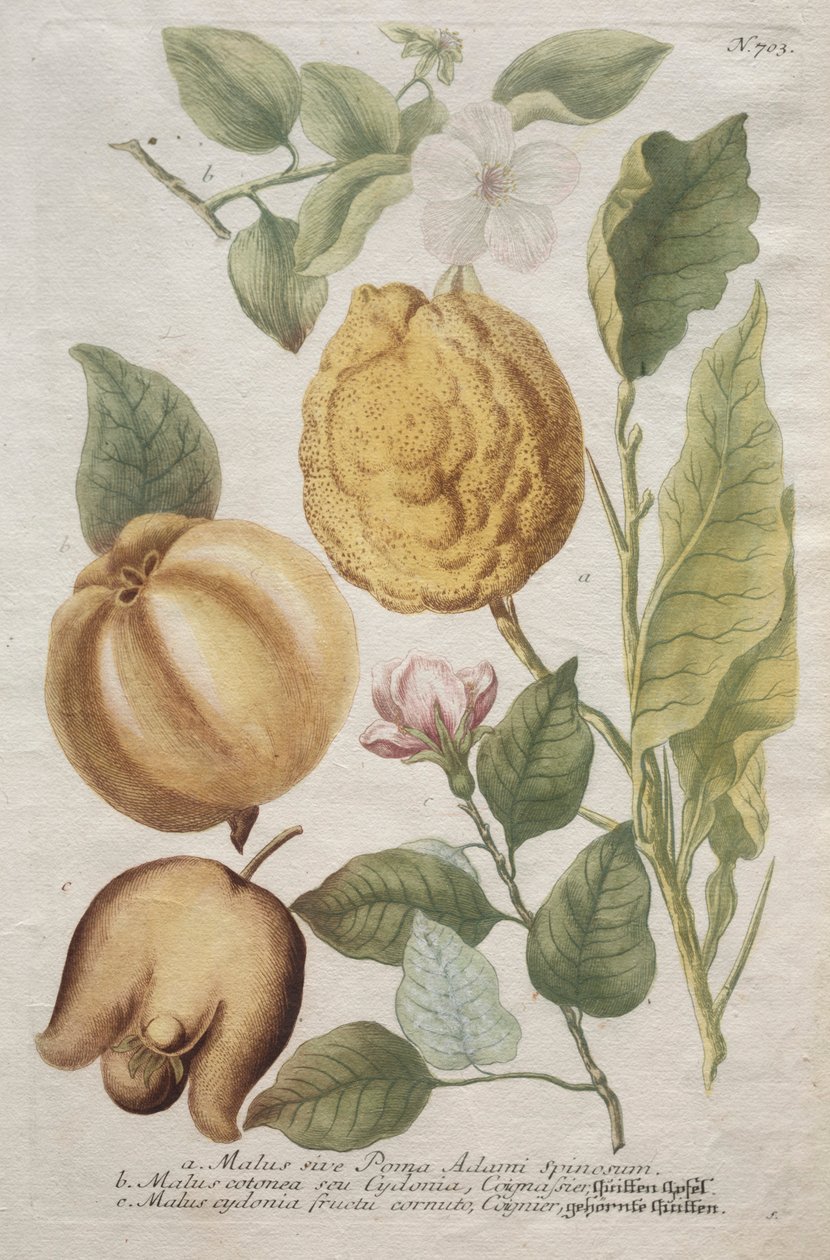 Phytanthoza iconographia: nr. 703. av Johann Wilhelm Weinmann