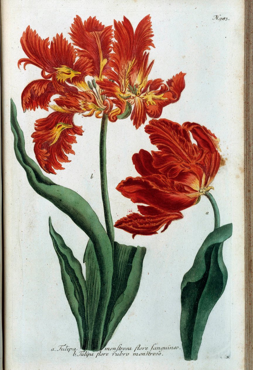 Rød tulipan. Botanisk styre av Johann Wilhelm Weinmann