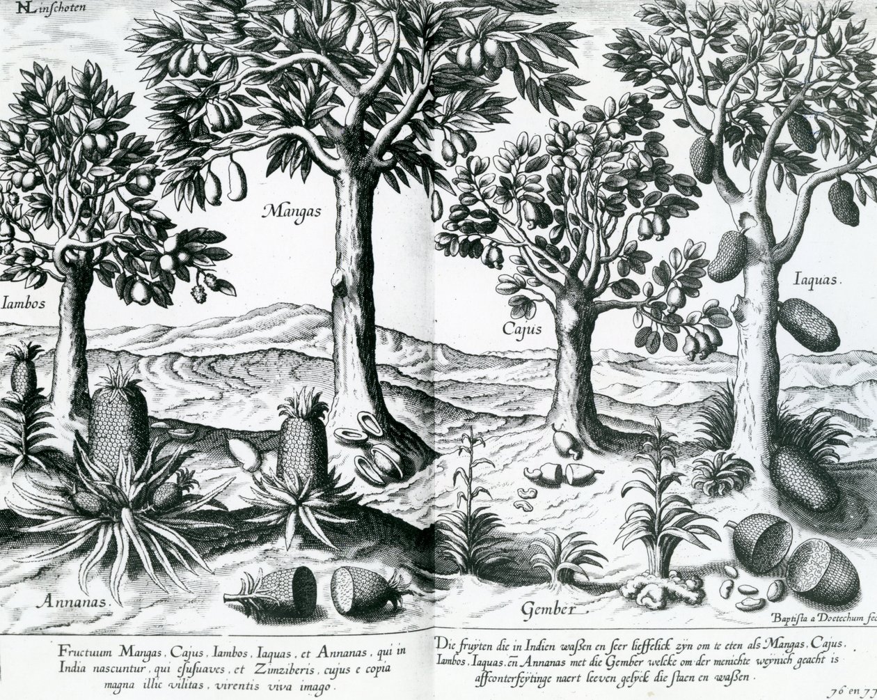 Tropiske frukttrær, 1596 av Johannes Baptista van Doetechum the Younger